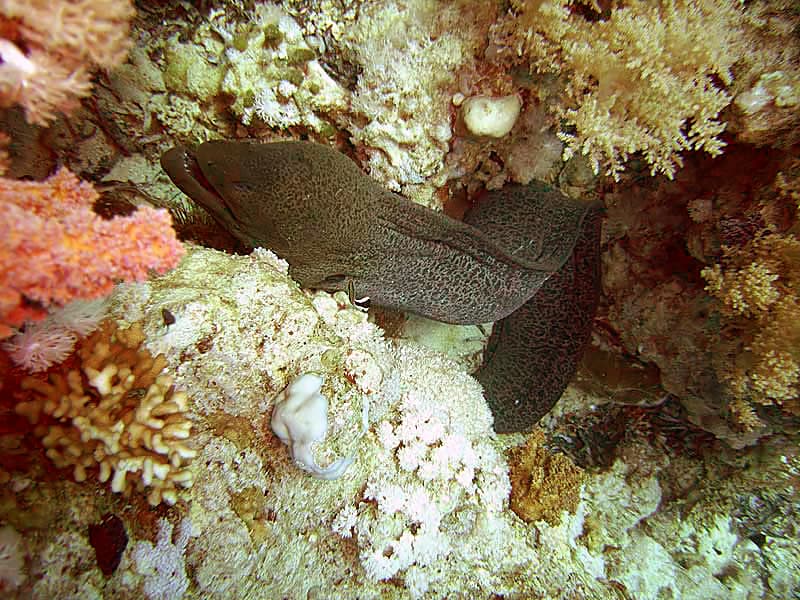 Shark Reef