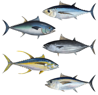 Tuna Can