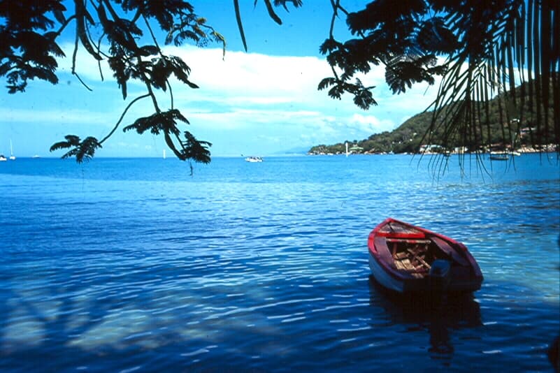 Seafan Forest