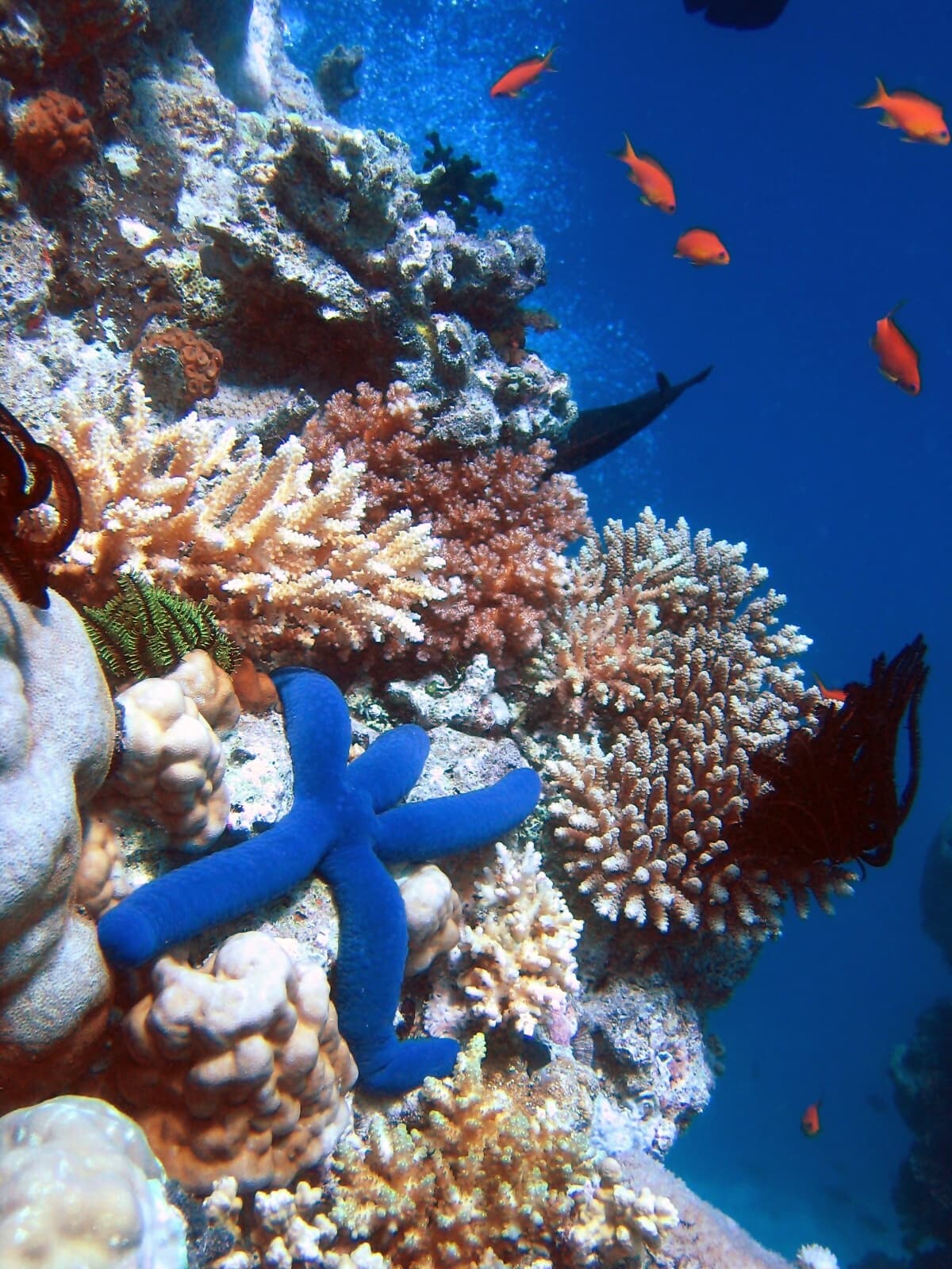 Moore Reef - 5 Ways