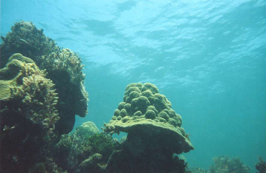 Chicken Reef