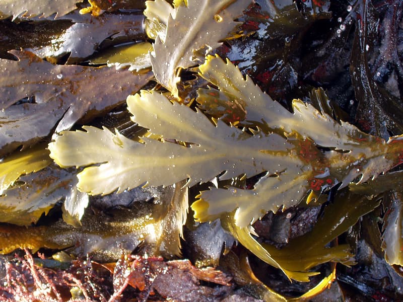 Michigan (Wrack)