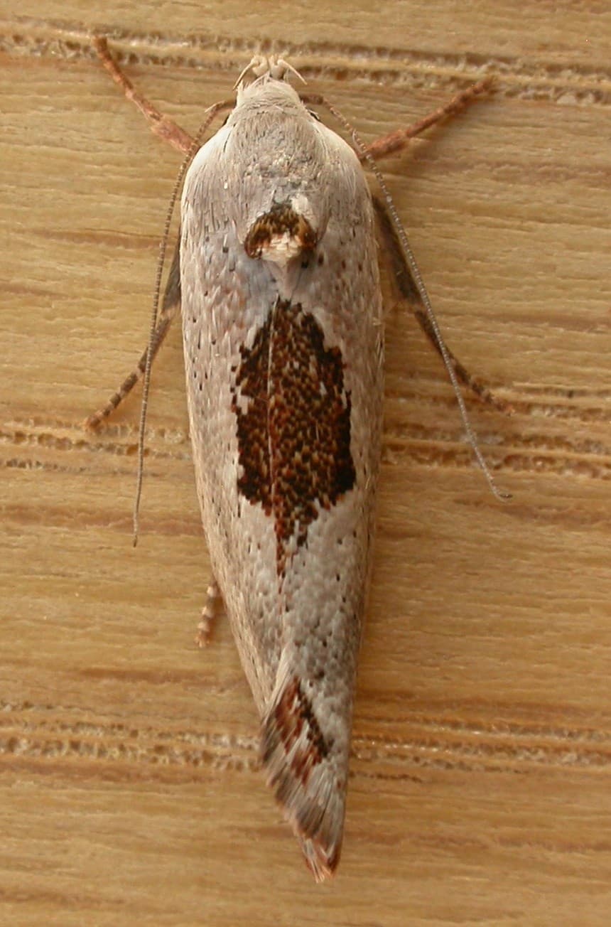 Peltastis