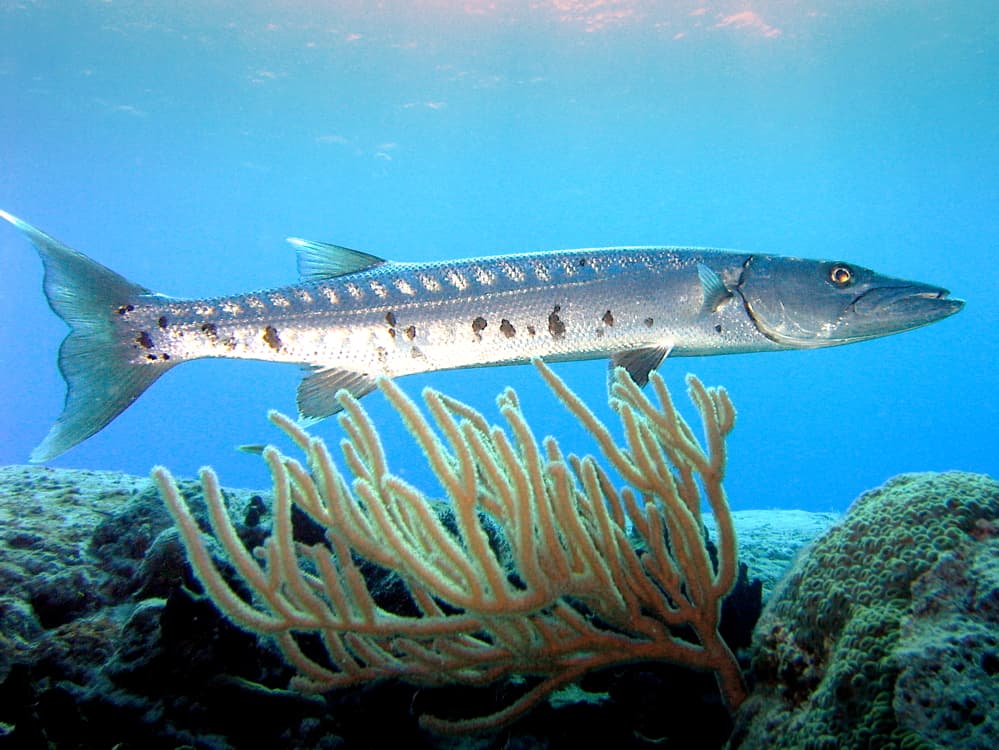 Barracuda Coral Head