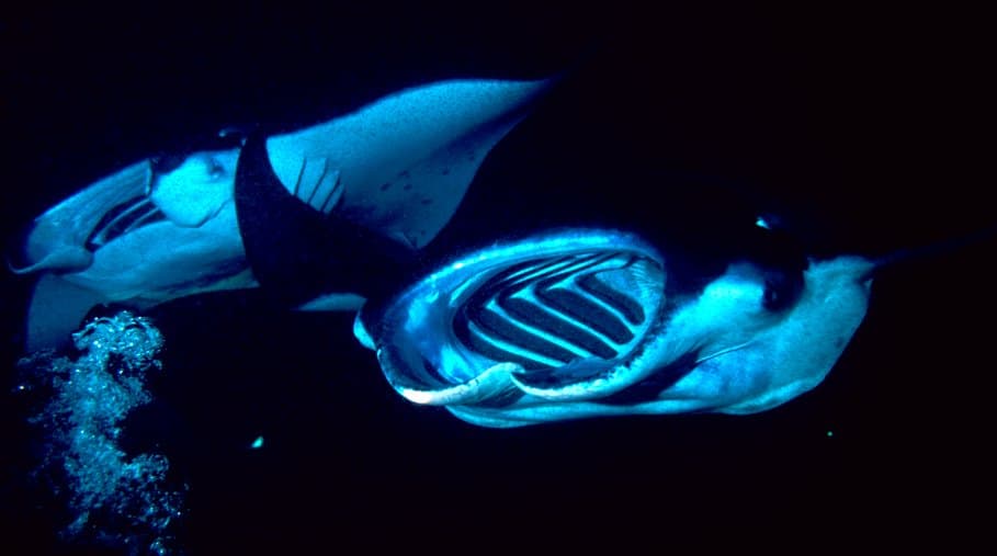 Manta Point dive site