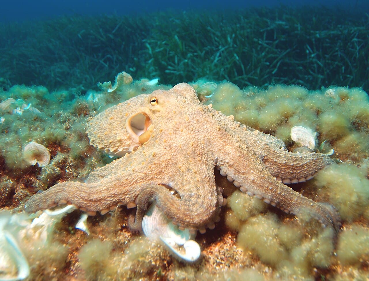 Octopus Club
