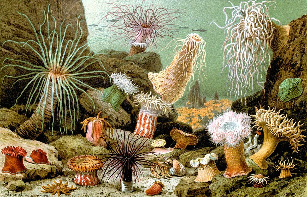 Anemone Bay